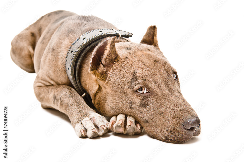 Obraz premium Cute puppy pitbull