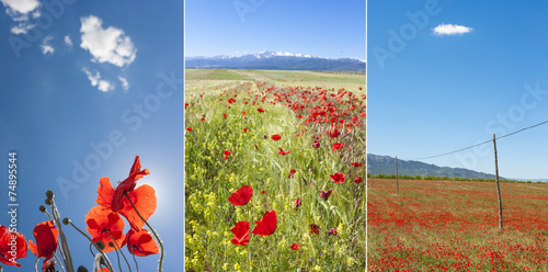 Poppies collage photo