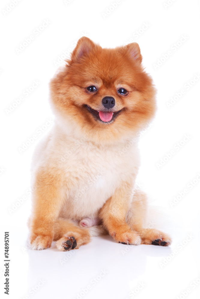 pomeranian dog brown short hair pomeranian dog brown short hair