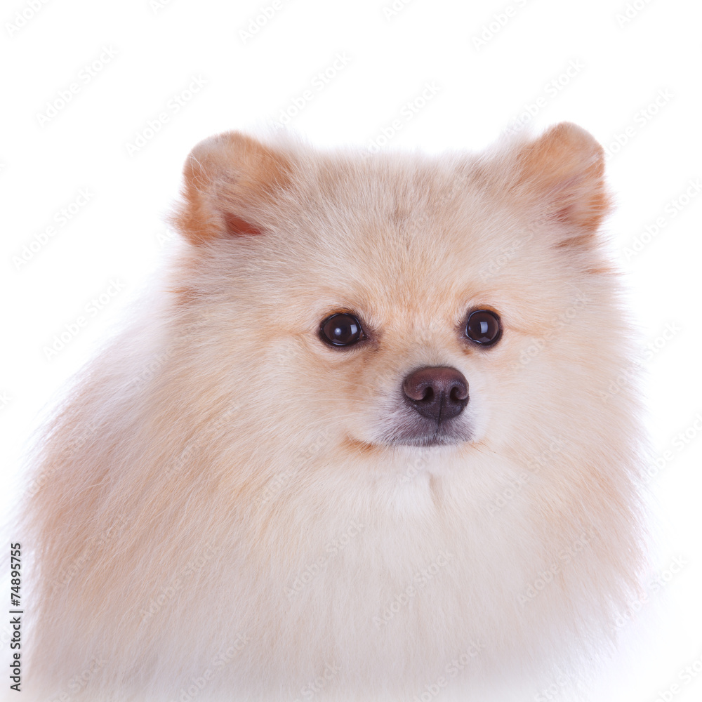 white pomeranian dog close up face white pomeranian dog close up face