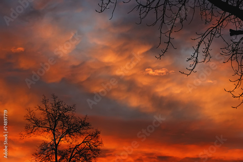 Silhouette of a tree against a background of crimson autumn dawn