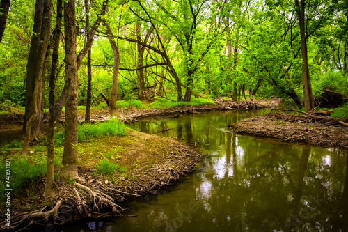 Fototapeta Naklejka Na Ścianę i Meble -  Stream at Wildwood Park, in Harrisburg, Pennsylvania.