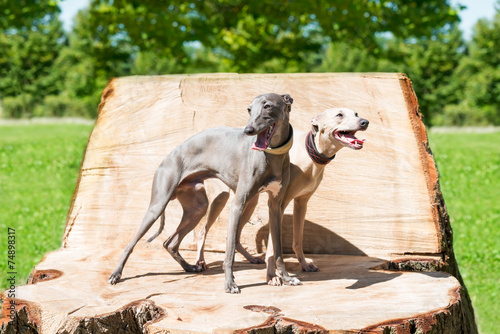 Two greyhounds on stump