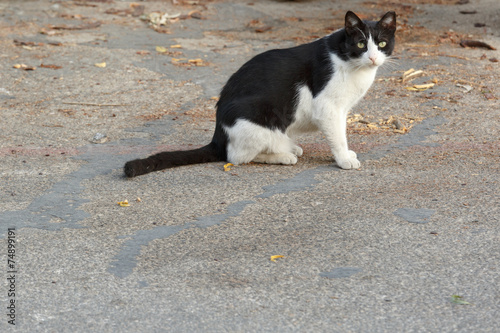 Black and white cat