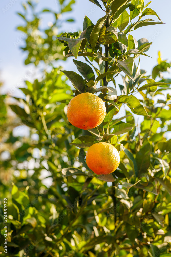 Two ripe mandarines on a tree
