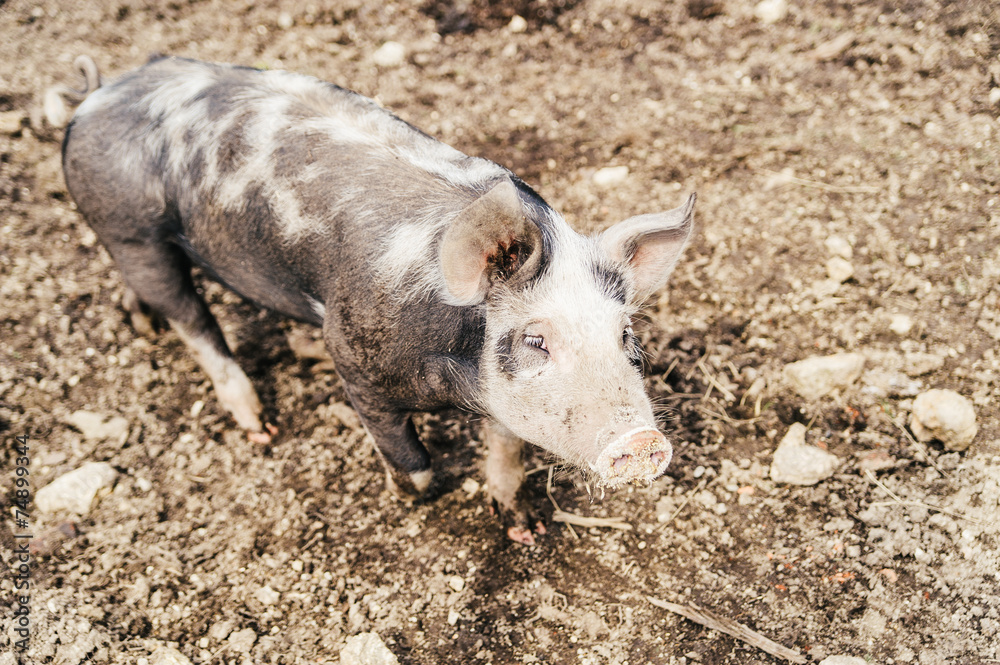 Spotted pig Spotted pig