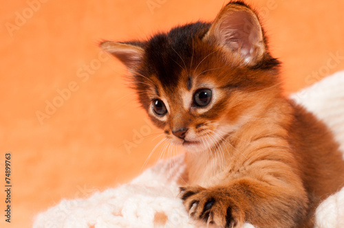 Fototapeta Naklejka Na Ścianę i Meble -  Cute kitten with paw