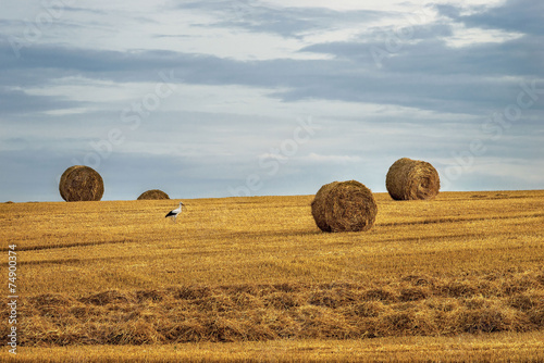 Krajobraz wiejski, po żniwach photo