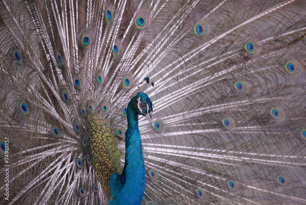 Fototapeta premium Indian Blue Peafow