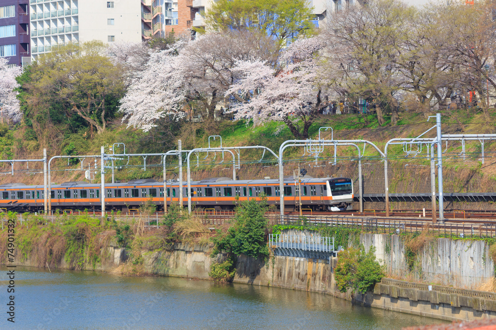 Naklejka premium Cherry blossoms at the Sotobori Park in Tokyo