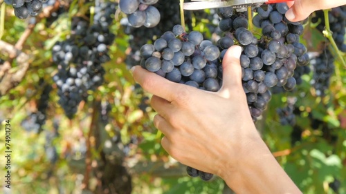 winemaking, edited sequence