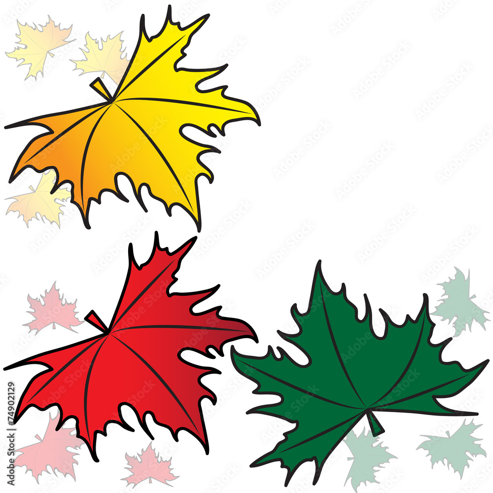 Maple leaves on a white background
