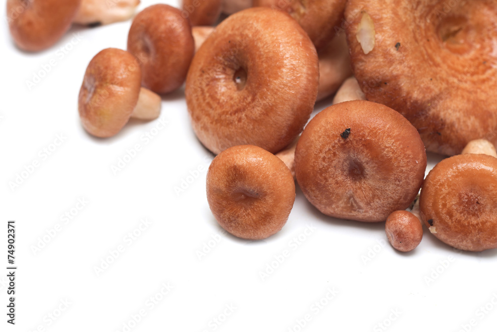 Mushrooms on a white background. Background. Photo. Mushrooms on a white background. Background. Photo.