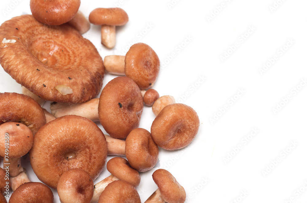 Fototapeta premium Mushrooms on a white background. Background. Photo.