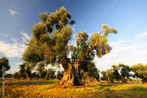 Puglia Olivo ulivo millenario