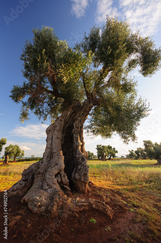 Puglia Olivo ulivo millenario photo