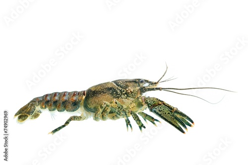 Invasive American spiny-cheek crayfish (Orconectes limosus) photo