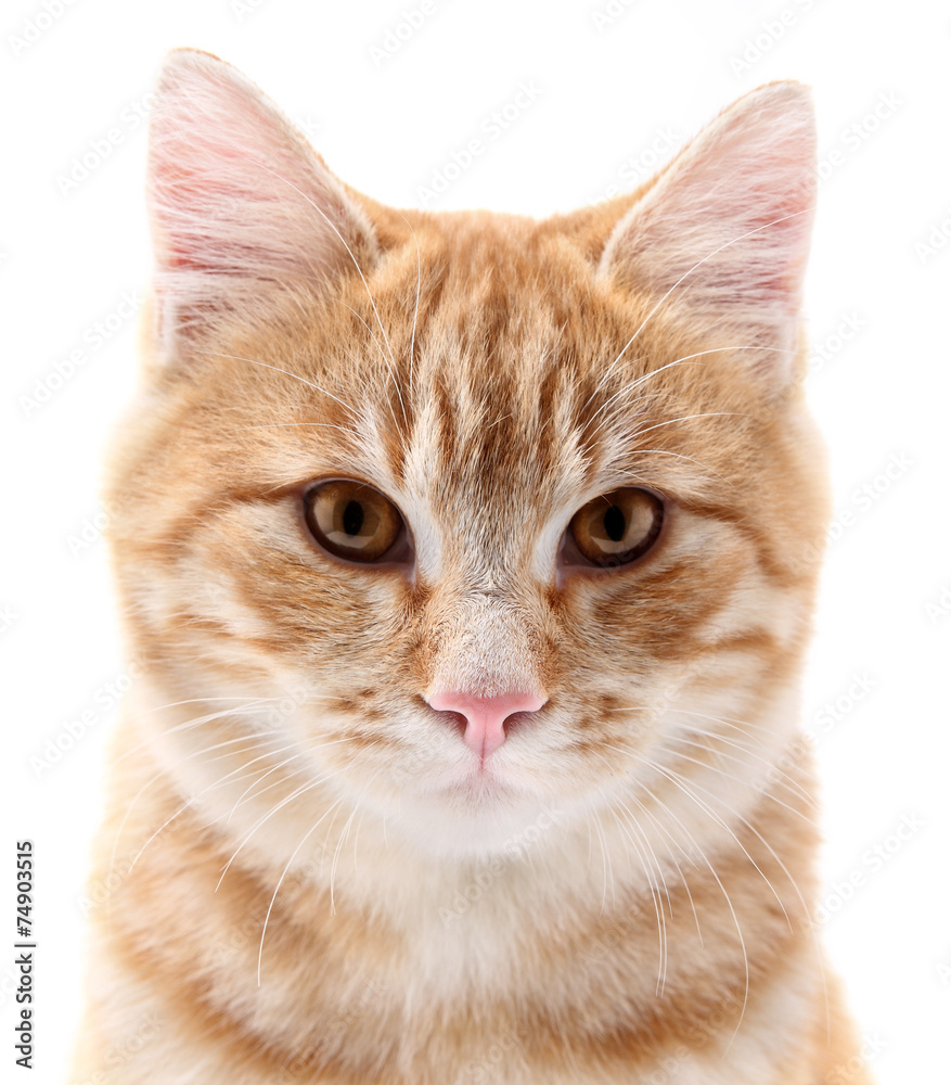 Obraz premium red cat portrait on white background