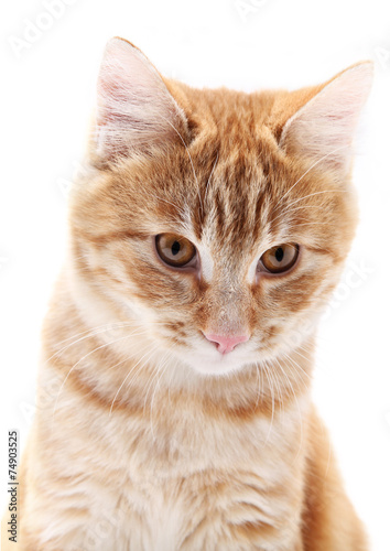 red cat portrait on white background