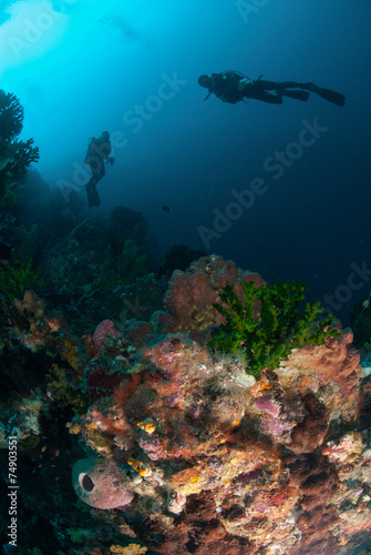Diver, sponges, black sun coral in Ambon, Maluku underwater
