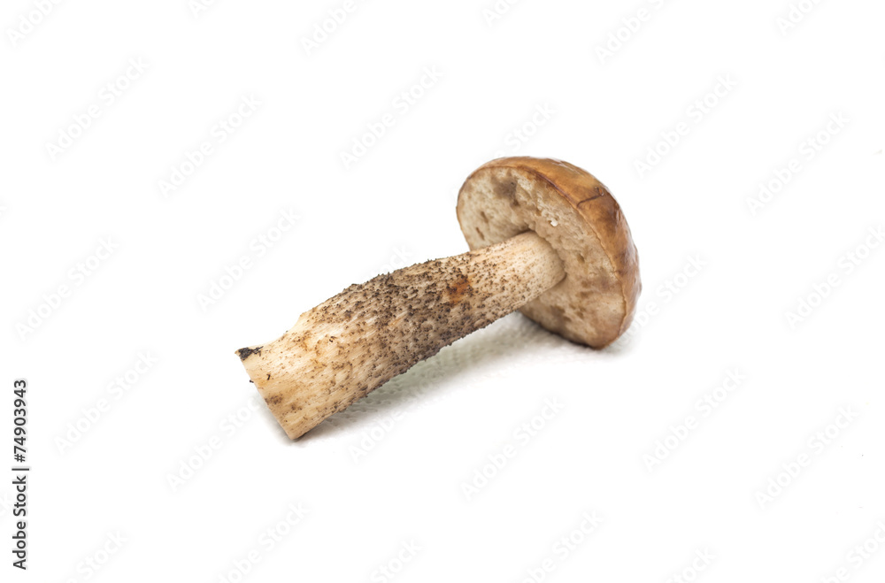 Mushrooms on a white background. Background. Photo. Mushrooms on a white background. Background. Photo.