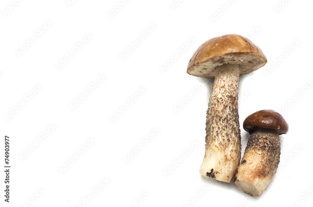 Mushrooms on a white background. Background. Photo. Mushrooms on a white background. Background. Photo.
