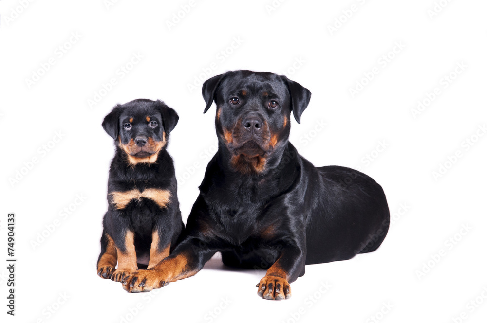 Mama rottweiler ze szczeniakiem Mama rottweiler ze szczeniakiem