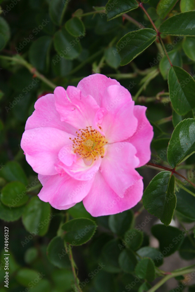 Rosa Marx Graf Rosa Marx Graf