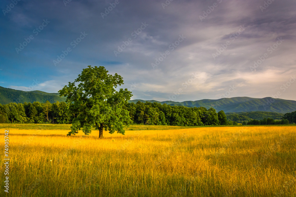 Tree in a field at Cade's Cove, Great Smoky Mountains National P