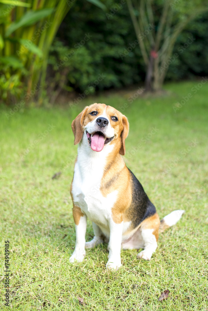 Little beagle puppy Little beagle puppy