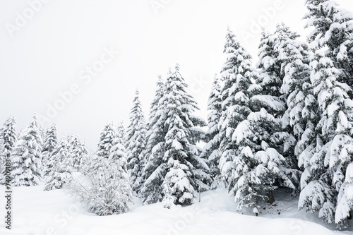 Pineforest with snow during winter.