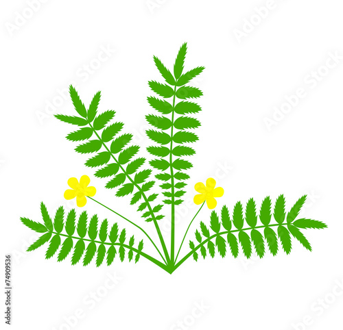 Plant with yellow flower (Argentina anserina).