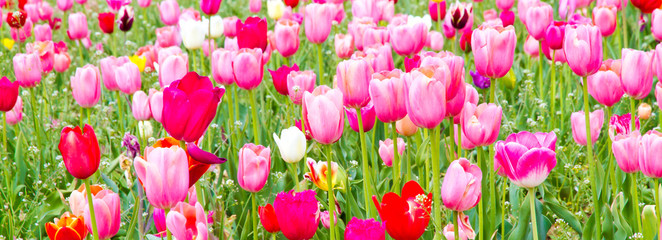 Farbenfrohes Tulpenpanorama