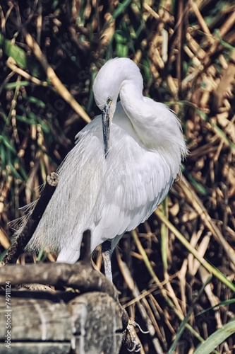 White bird in the park, Valencia