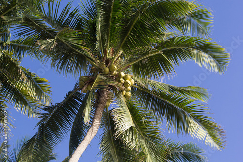 Palms at blue sky background © _chupacabra_
