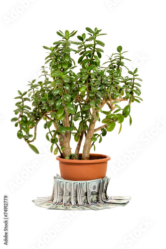 Crassula ovata or jade plant in flowerpot with money