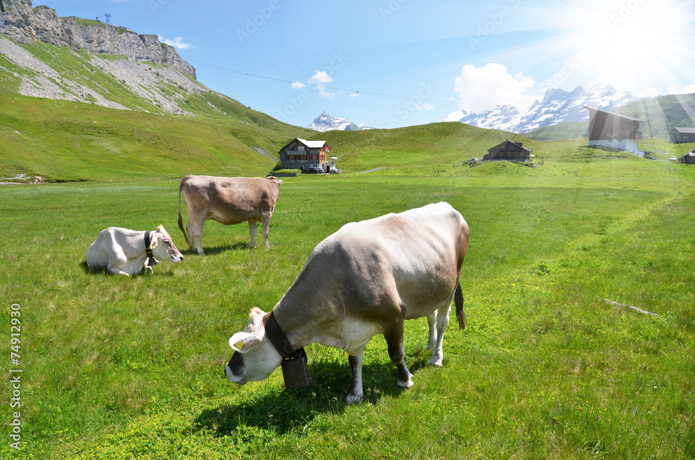 Cows in an Alpine meadow. Melchsee-Frutt, Switzerland Cows in an Alpine meadow. Melchsee-Frutt, Switzerland