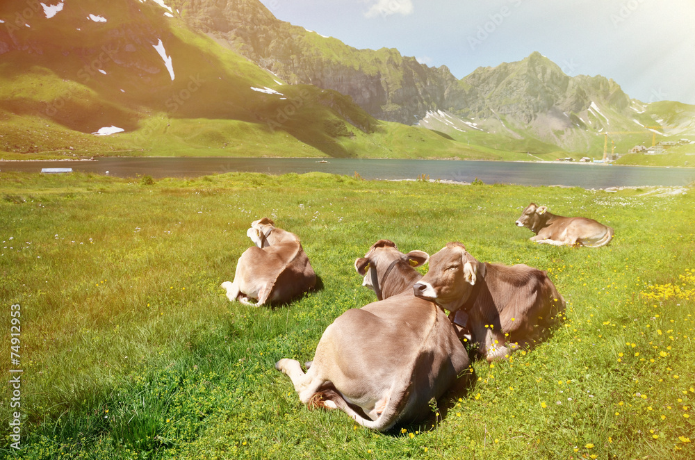 Cows in an Alpine meadow. Melchsee-Frutt, Switzerland