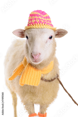 Sheep in Christmas clothes