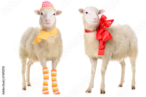 two Sheep in Christmas clothes
