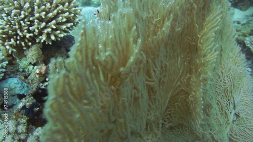 Giant fan (gorgonian) in the current photo