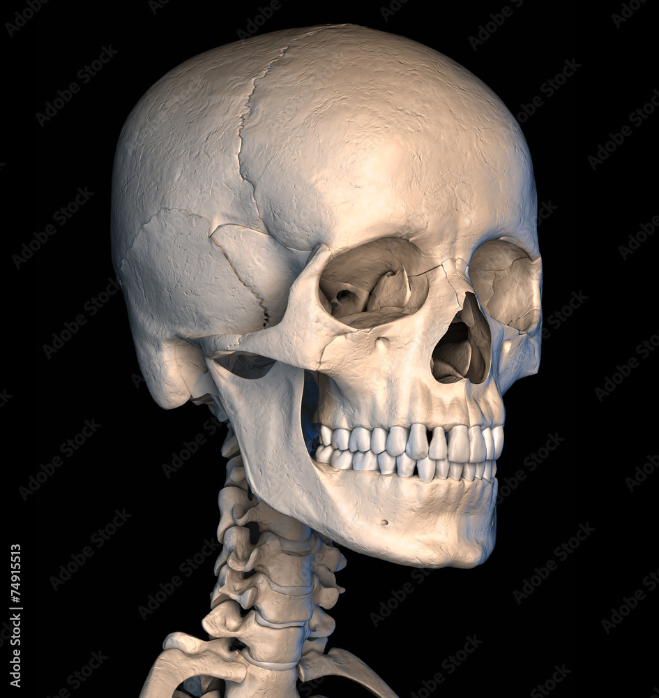 Obraz premium Human skull close-up. Perspective view.