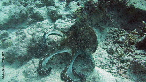 Reef octopus (Octopus cyaneus) in the Red Sea photo