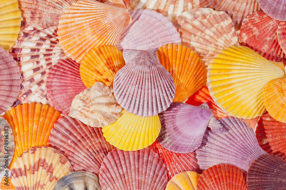 background of colorful sea shells