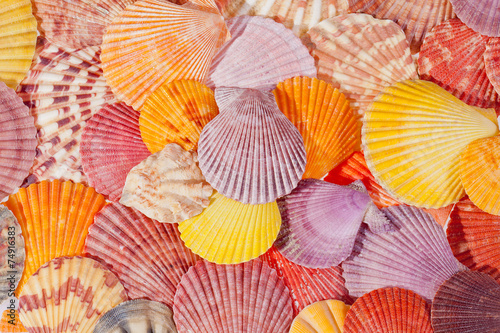 background of colorful sea shells