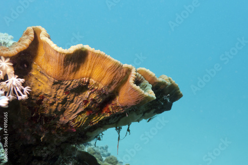 coral reef with great Turbinaria reniformis in tropical sea a