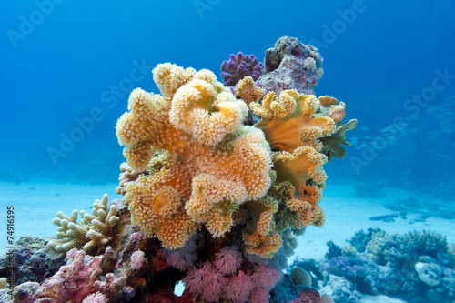 coral reef with yellow soft coral  sarcophyton in tropical sea photo