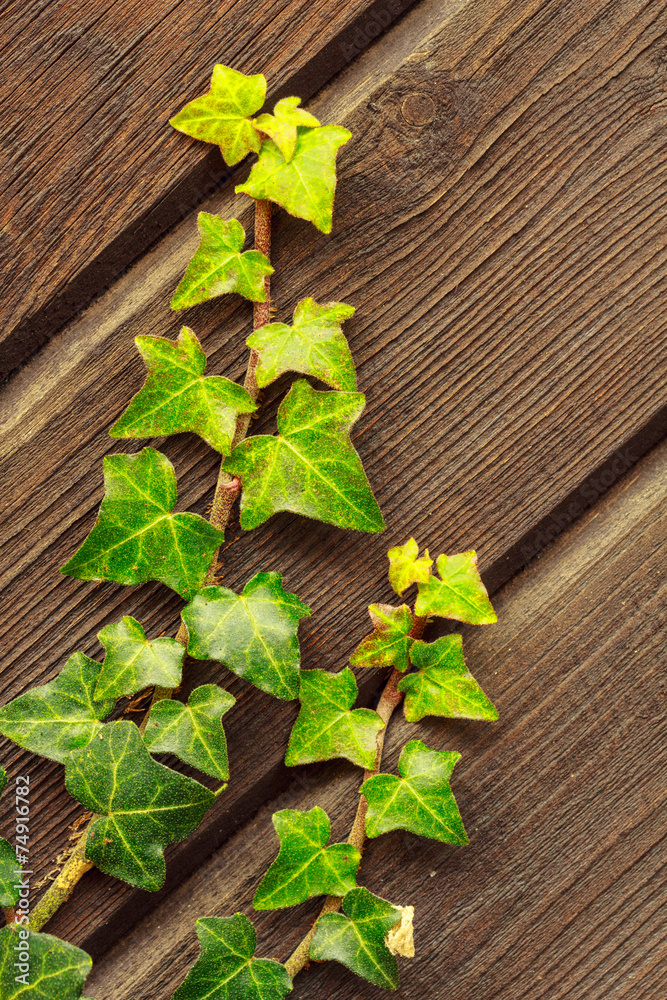 green plant on wooden background