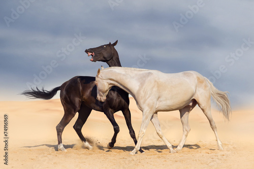 Two achal-teke horses fight on desert dust