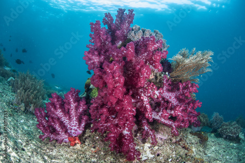 Soft Corals on Reef